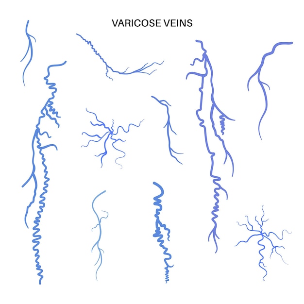 Vector spataderen anatomie