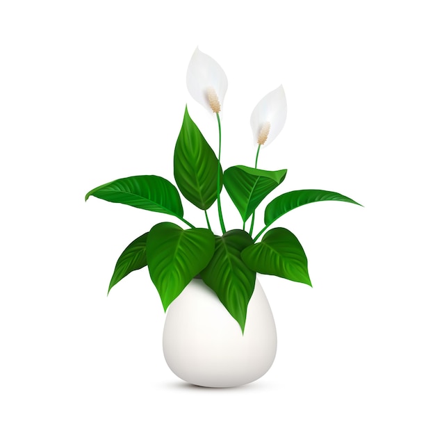 Vettore fiore di spathiphyllum foglia floreale verde pianta d'appartamento indoor natura del giardino interno decorativo botanico verdi exotici del vaso botanica fogliame isolato su sfondo bianco illustrazione vettoriale