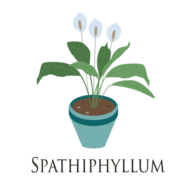 Спатифиллум домашнее растение Плоский дизайн Векторная иллюстрация