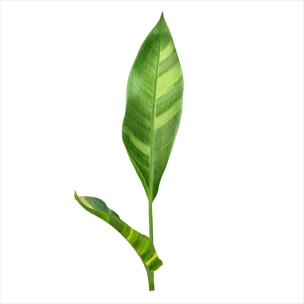 Spathiphyllum Peace Lily Leaves Ручной рисунок тропических зеленых листьев акварельной иллюстрации.