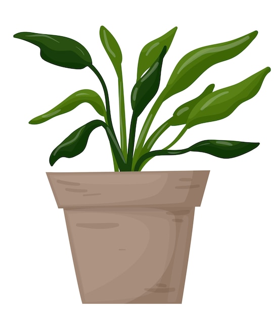 Spathiphyllum in a pot decorative home plant on a white background vector illustration vector