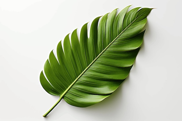 Spathiphyllum wallisei leaf tropical isolated on white background