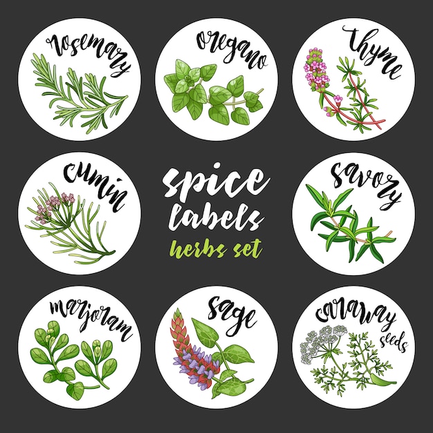 Specerijen en kruiden labels. Gekleurde vector kruiden set