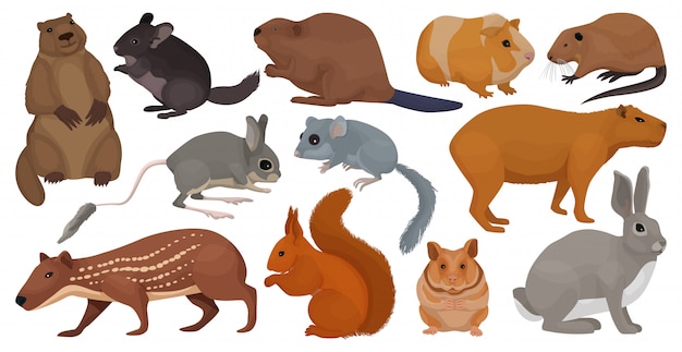 Species of rodents   cartoon set icon.