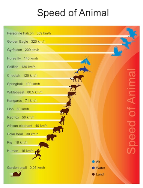 Vector speed of animal