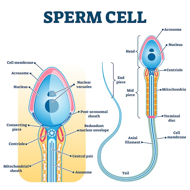 Anatomia delle cellule spermatiche, fertilità dell'educazione