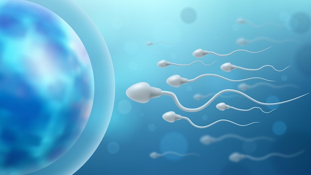 Vector sperm and egg cell sperm approaching egg cell sperm swim to ovum cell vector illustration