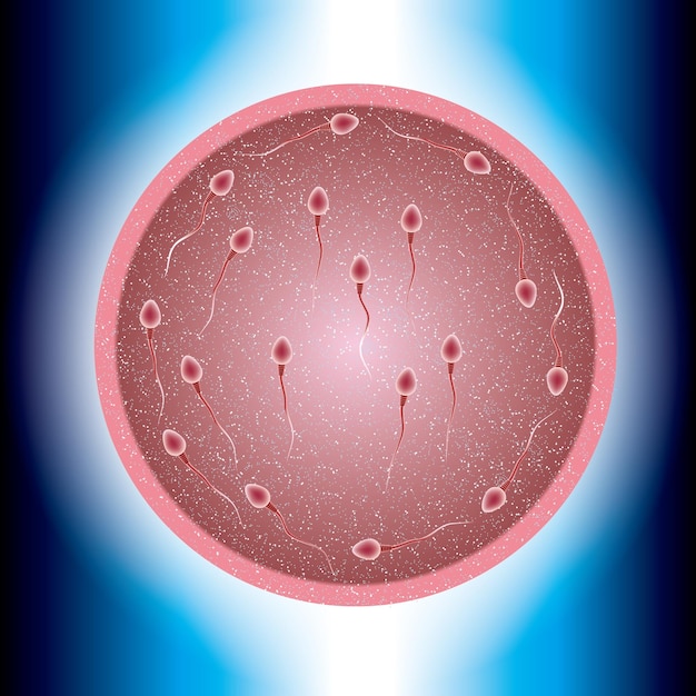 Vector sperm and ovum combination, many sperm scramble ovum.
