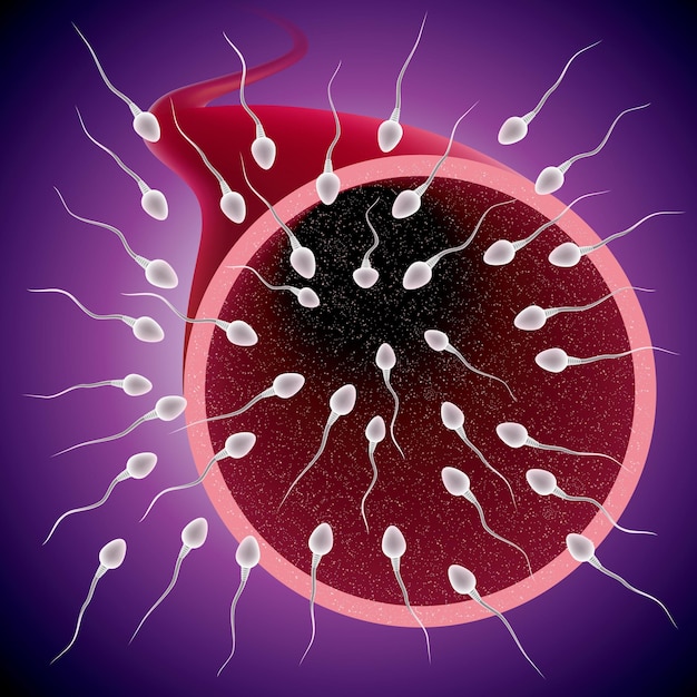 Vector sperm and ovum combination, many sperm scramble ovum.
