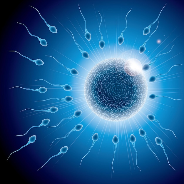 Combinazione di sperma e ovulo, molti spermatozoi mescolano l'ovulo.