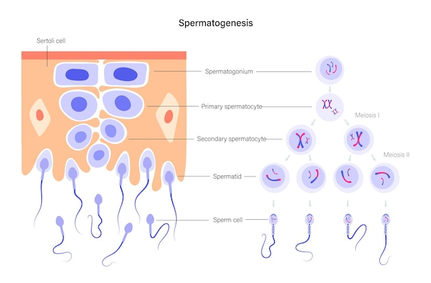 Vector spermatogenesis