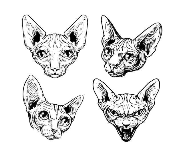 Sphinx cat hairless cat oriental vector black and white illustration elements