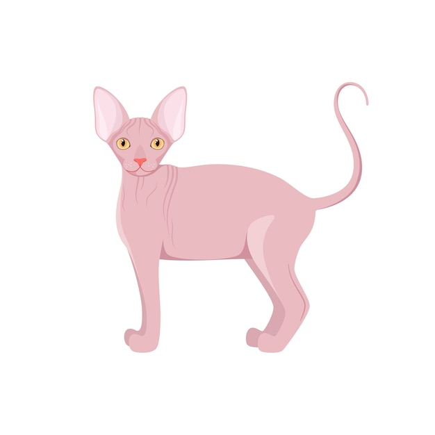 Vector sphinx cat on a white background cartoon design