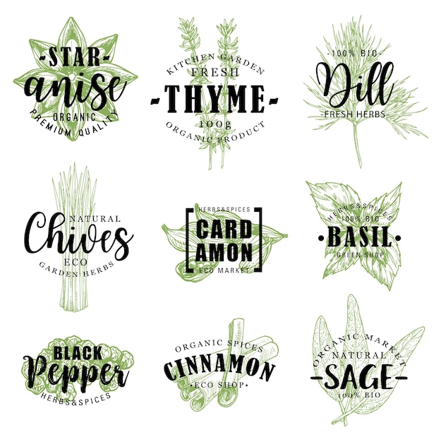 Vector spice or herb lettering with food condiment sketch