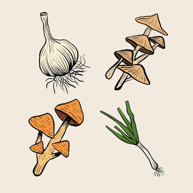 Vector spice illustration for food