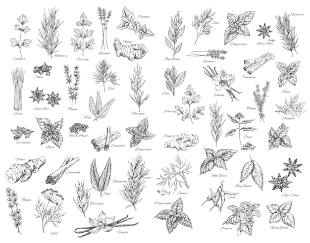 Vector spices, cooking herbs and seasonings sketch set