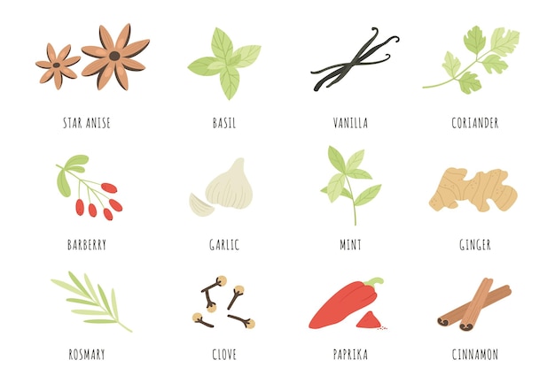 Spices. Hand drawn herbs and spices star anise, basil and ginger, garlic. Cinnamon, vanilla and paprika, mint and rosemary, clove vector set. Aromatic ingredients and flavors for cooking and culinary