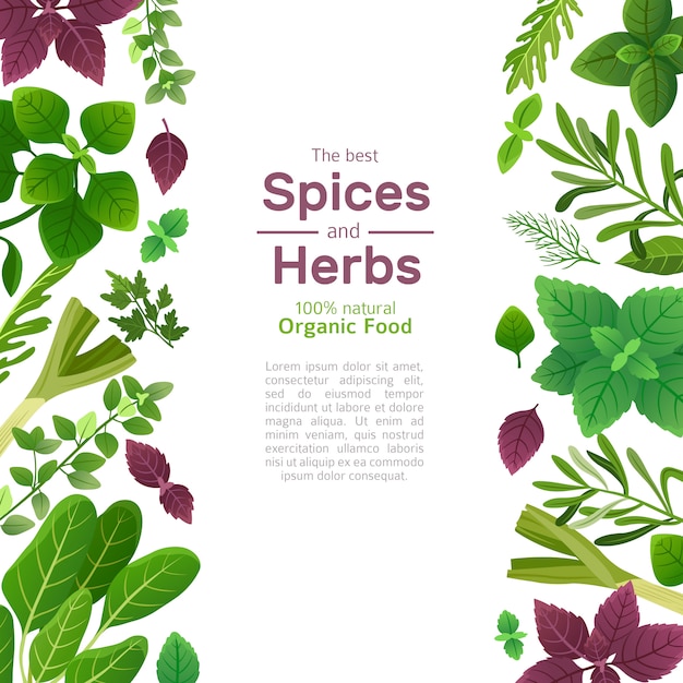 Vector spices and herbs background