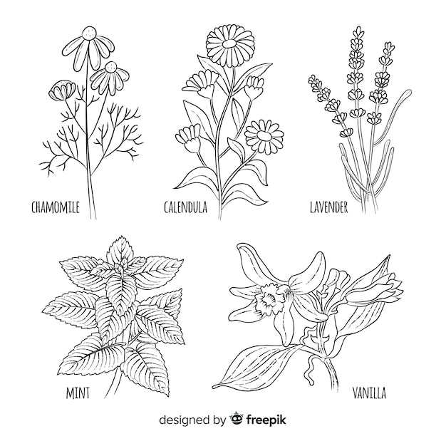 Vector spices and herbs collection