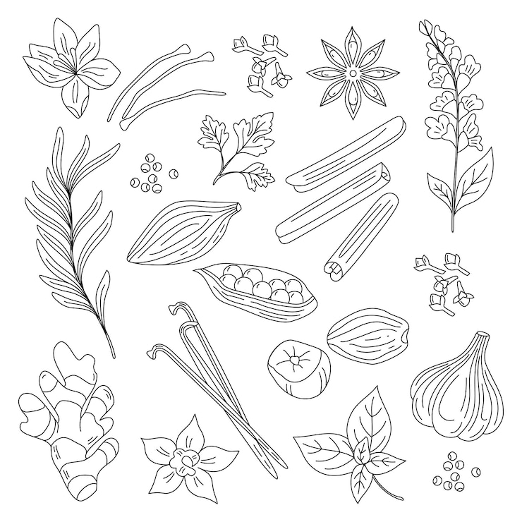 Vector spices and herbs hand drawn vector illustration line art ginger cinnamon vanilla anise basil