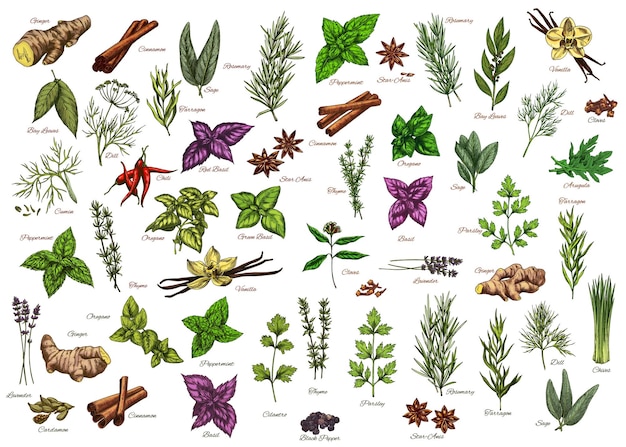 Spices herbs seasonings vector herbal ingredients