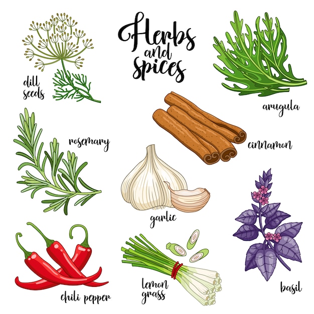 Spices and herbs set. Colored on white