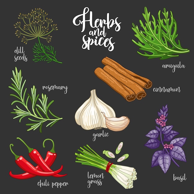 Spices and herbs  set to prepare delicious healthy food. Colored botanical illustration on dark background with dill seed, rosemary, chili pepper, arugula, garlic, cinnamon, basil, lemongrass.