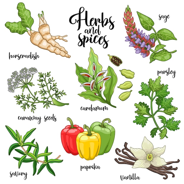 Spices and herbs  set to prepare delicious healthy food.