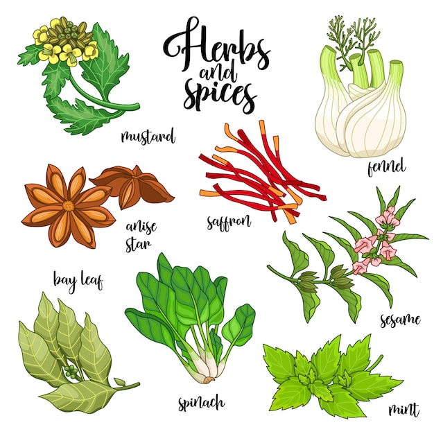 spices and herbs set