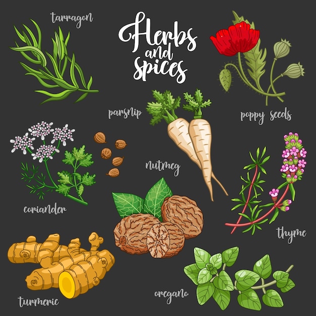 Vector spices and herbs vector set colored on dark