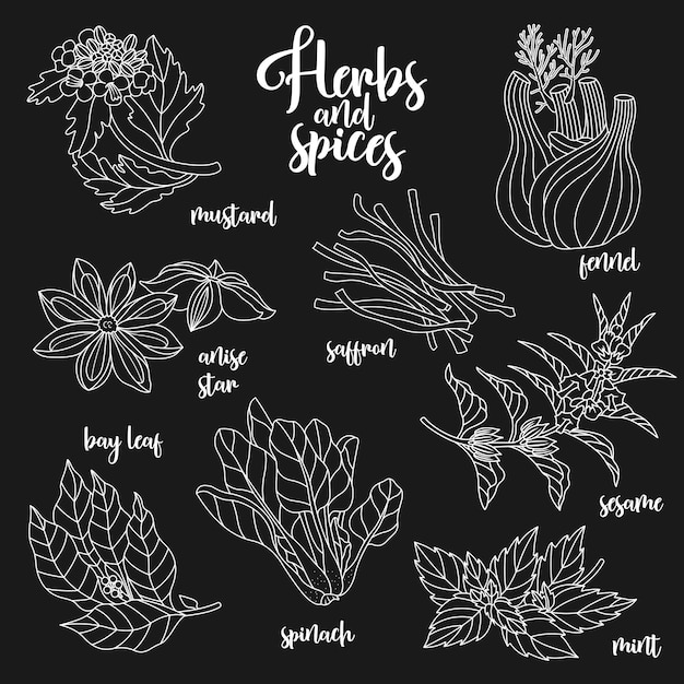 Spices and herbs vector set Contour on dark