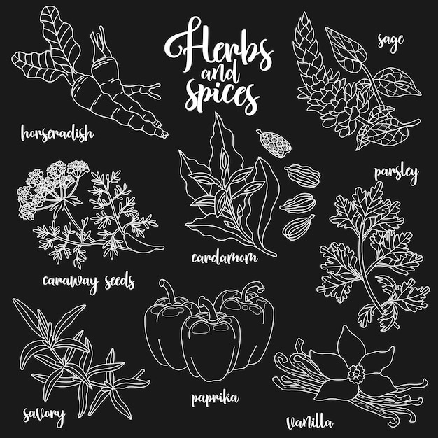 Spices and herbs vector set contour on dark