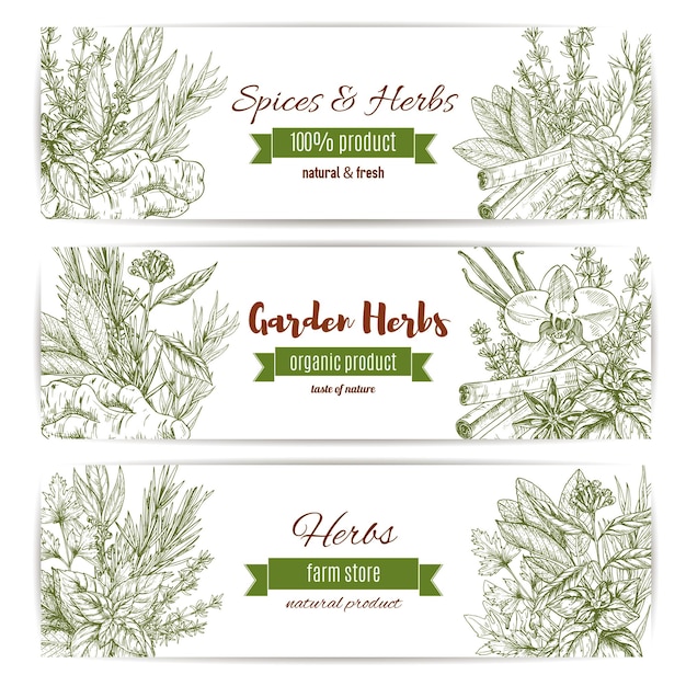 Vector spices and herbs vector sketch banners