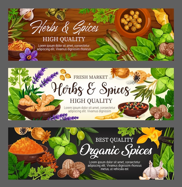 Vector spices herbs vegetables and food seasonings