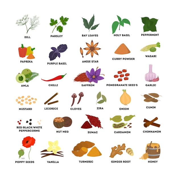 Spices set illustrations. Dill and basil, nutmeg and cinnamon.