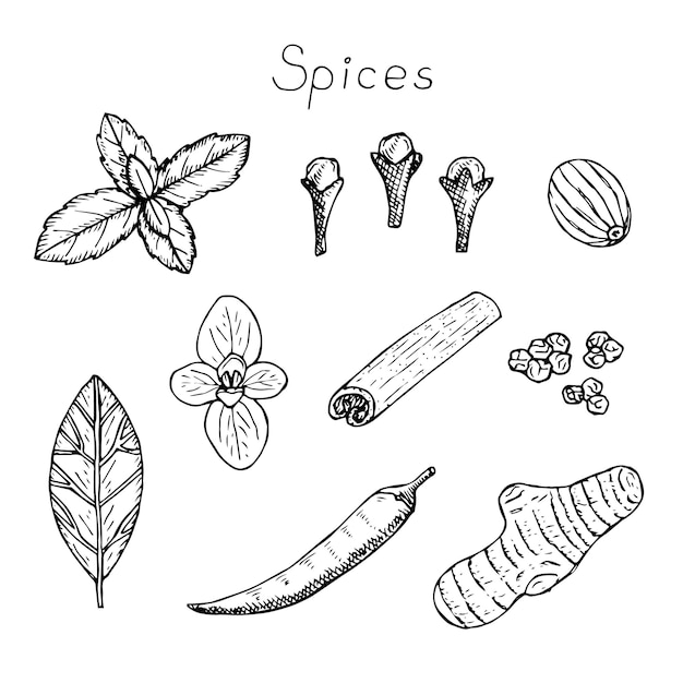 Spices set vector illustration hand drawing sketch