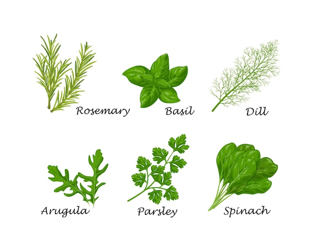 Vector spicy herbs a set of spicy herbs such as dill parsley spinach and also bay leaf rosemary and onion