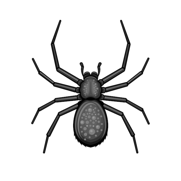 Spider Black Arachnid on White Background.