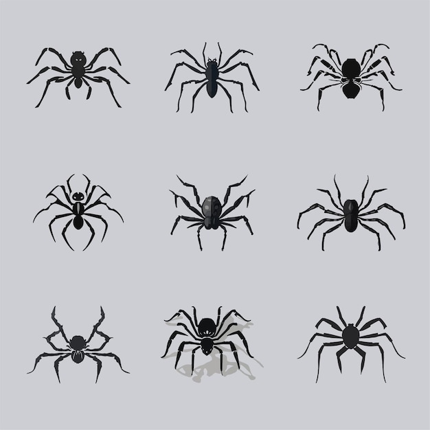 Spider illustration artwork