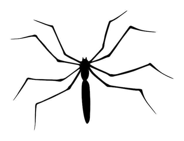Spider silhouette Black closeup insect scary big spider isolated on white Poisonous dangerous animal Creepy wildlife bug