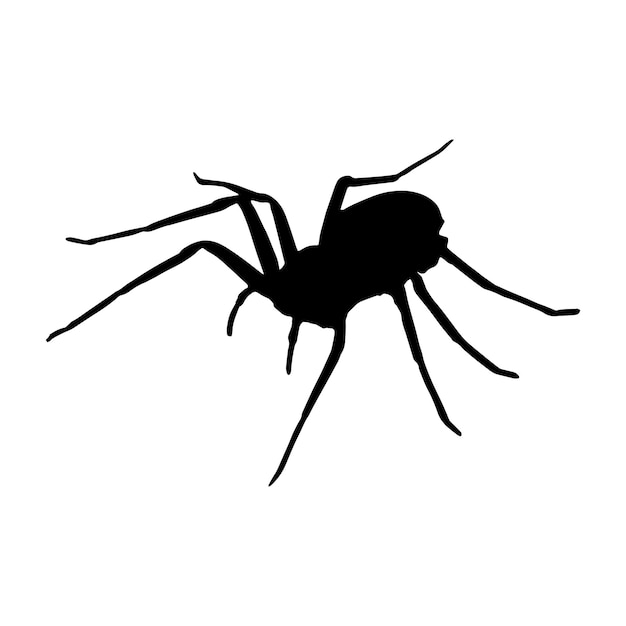 spider silhouette vector black color on white background