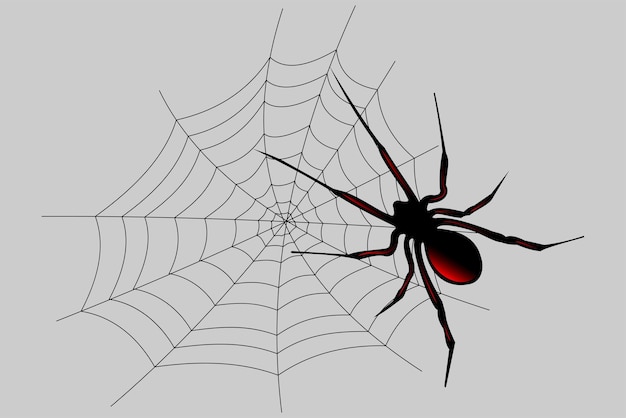 거미줄과 거미줄 디자인