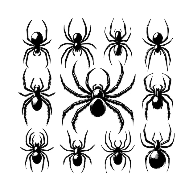 Vector spider vector illustration detailed and editable vector
