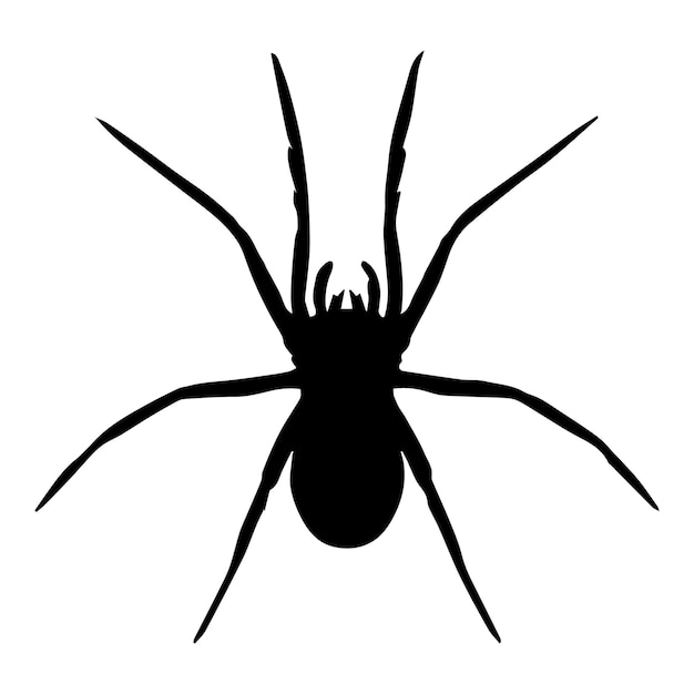 Spider vector isolated Vector illustration