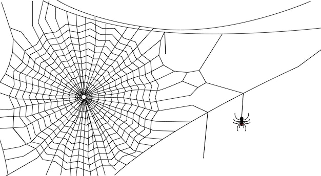 spider web background. line art cobweb on white