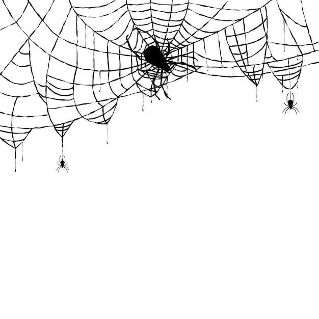 Vector spider and web isolated on white background. vector illustration.