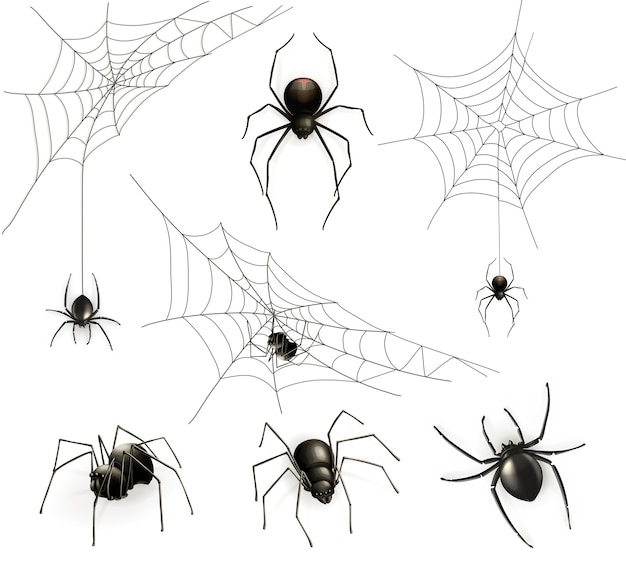 Spiders And Spider Web Set