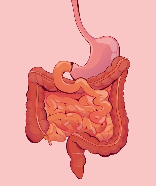 spijsverteringsstelsel geïsoleerd op vlakke achtergrond