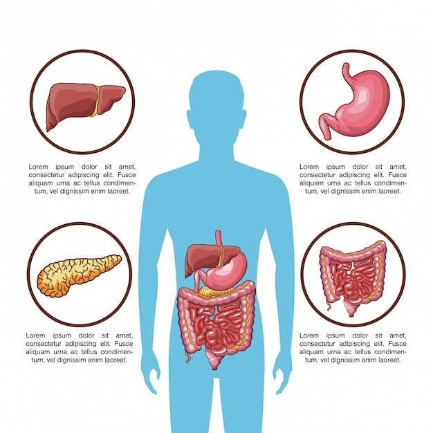 Spijsverteringssysteem infographic met informatie