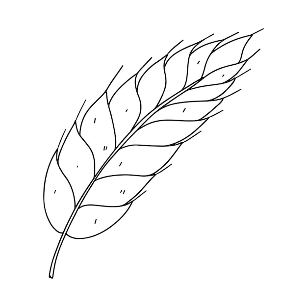 Vettore spighetta di grano disegnata a mano in stile doodle illustrazione vettoriale isolata su bianco pagina da colorare